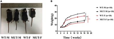 Reduced mitochondrial size in hippocampus and psychiatric behavioral changes in the mutant mice with homologous mutation of Timm8a1-I23fs49X